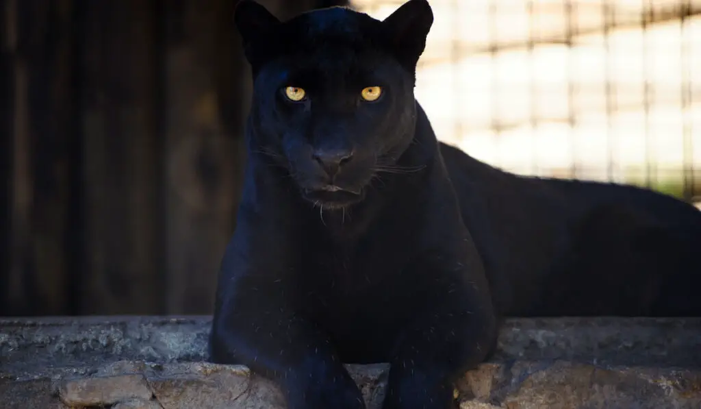 black panther with an intense look