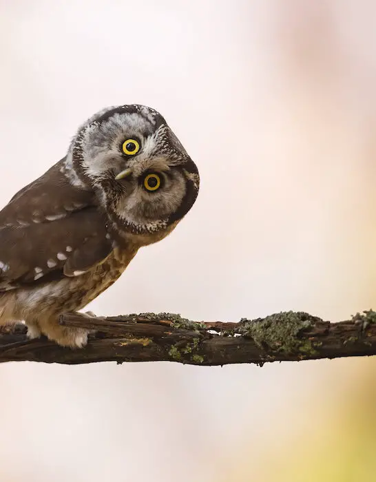 boreal owl looking at the camera from a branch