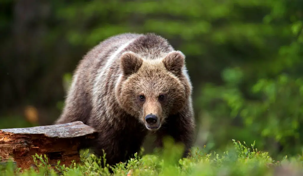 brown bear in a forest walking