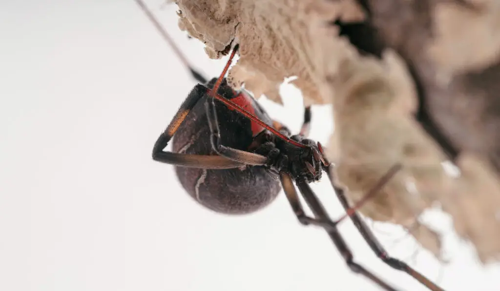 closeup of a black widow spider