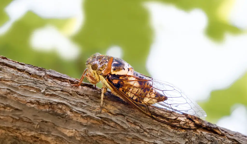 closeup of a cicada on a branch