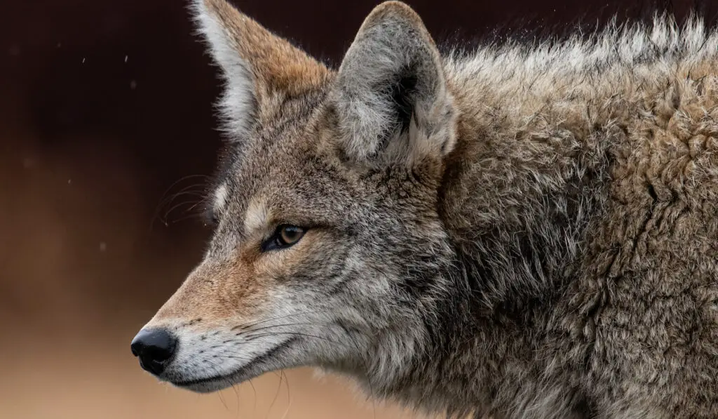 closeup of a coyote in canada