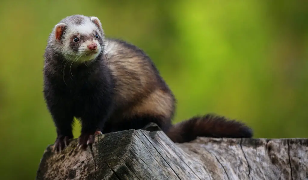 closeup of a ferret