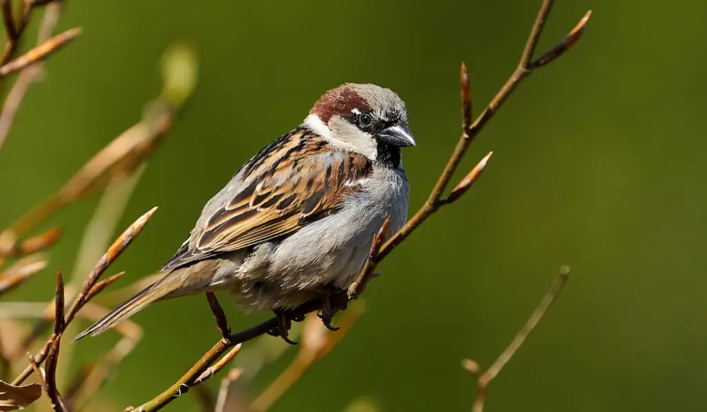 closeup of a house sparrow