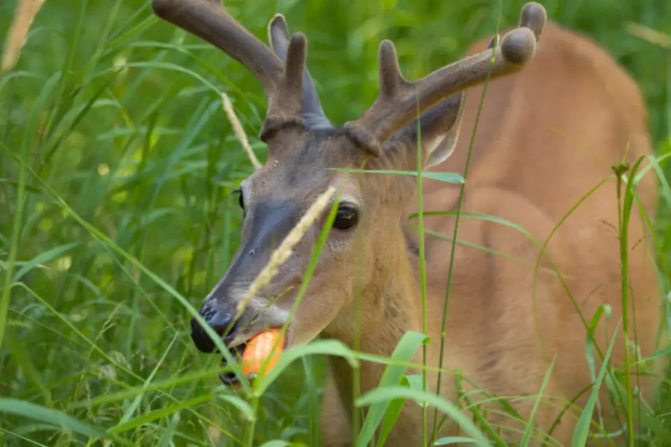 Can Deer Eat Carrots? - Exploration Squared