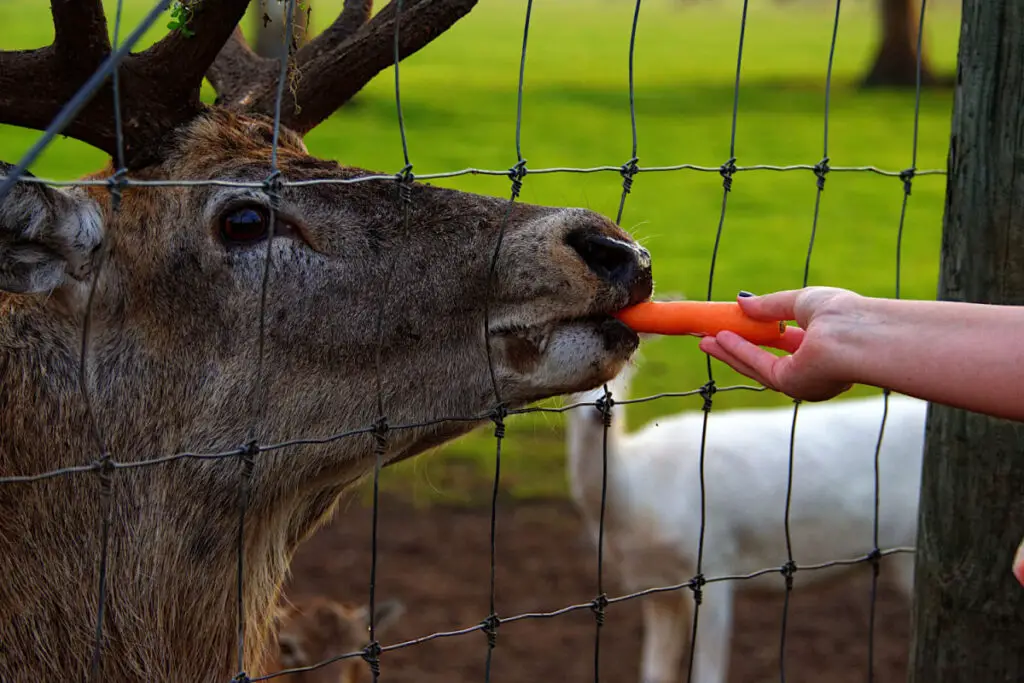 deer in a fence eating carrots