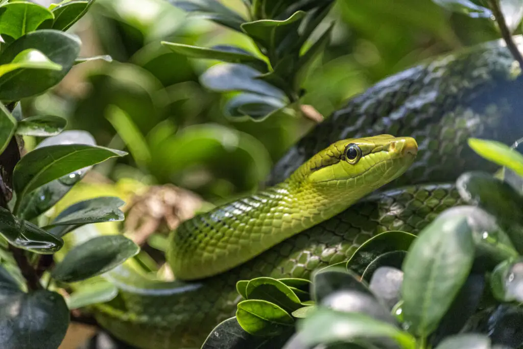 green snake hiding in between plants