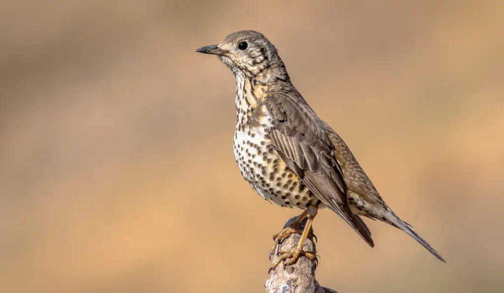 mistle thrush perched on a small branch