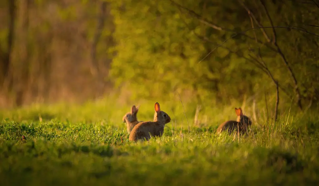 selective focus on a group of european rabbits