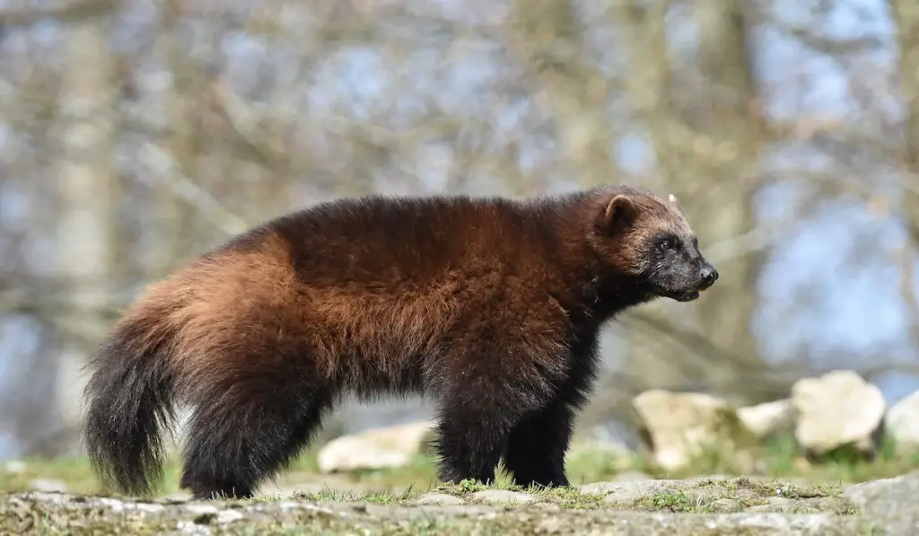 sideview of a wolverine moving about
