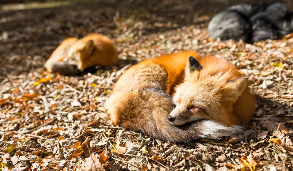 two sleeping foxes