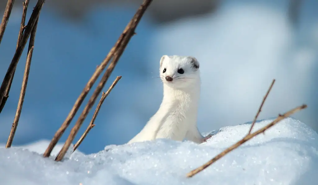 white stoat on snow looking