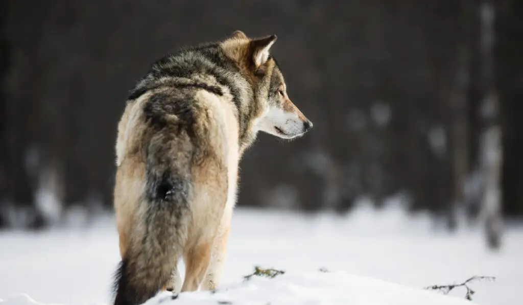 wolf in a winter environment