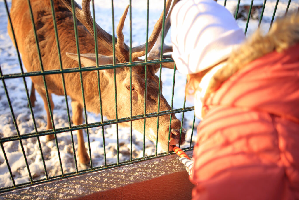 woman in an orange jacket feeding the deer with carrots 