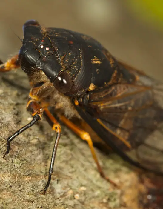 a closeup of a cicada