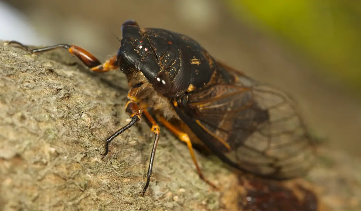 Do Squirrels Eat Cicadas Exploration Squared