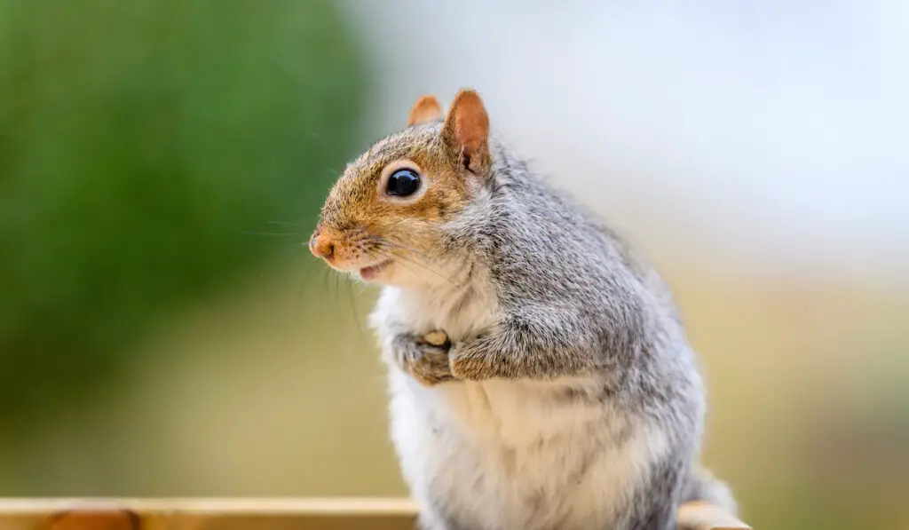 a squirrel sitting on a bird table