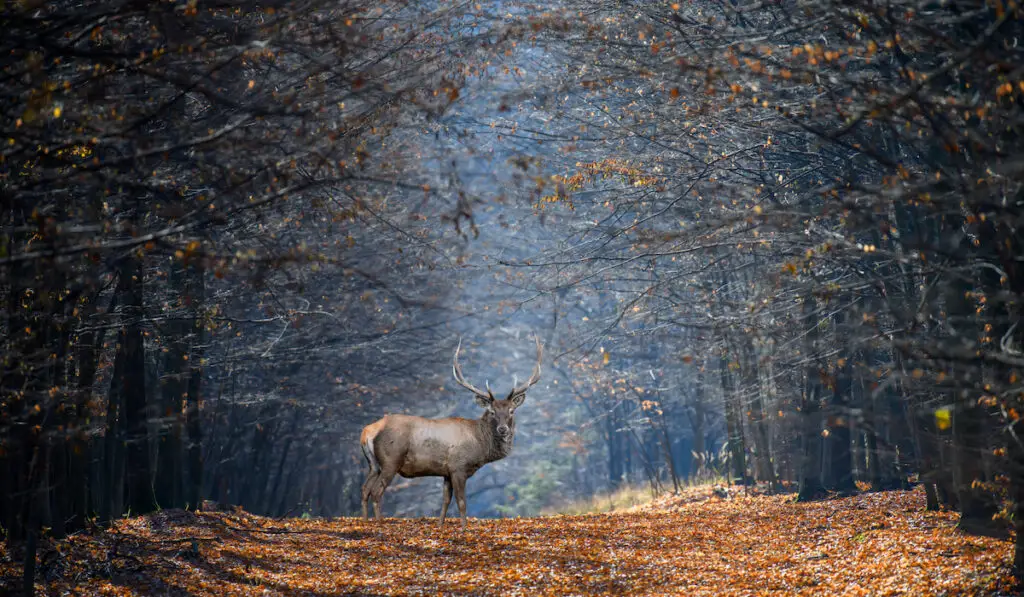 an adult male deer on an autumn backdrop