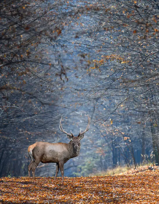 an adult male deer on an autumn backdrop