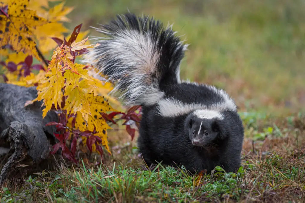 A skunk standing near the yellowish leaves