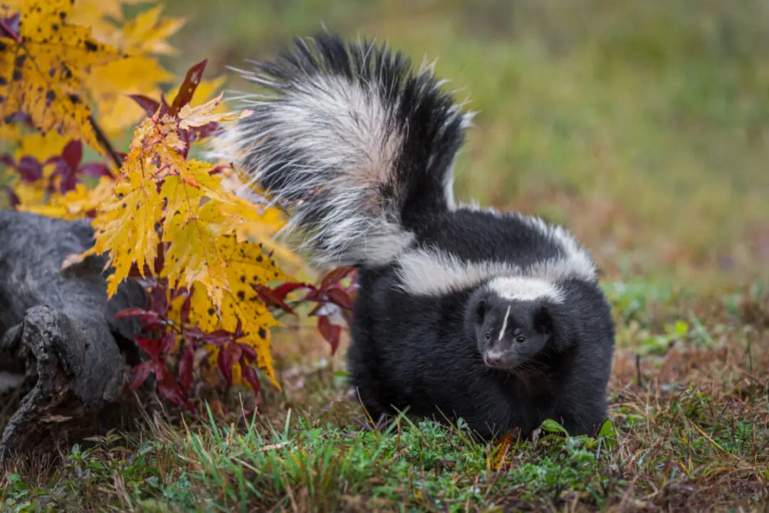 Why Do Skunks Spray Every Night? (Interesting Things to Know ...