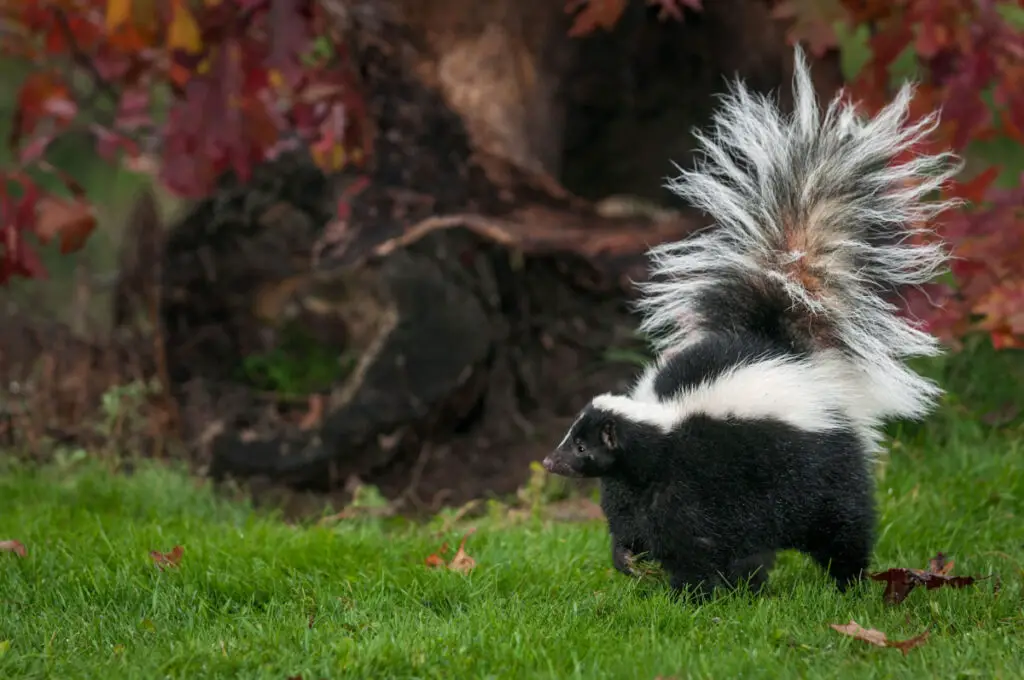A skunk with tails up wandering in the backyard