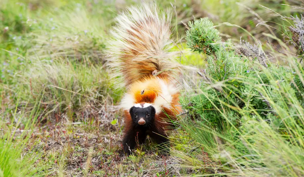 a brown skunk in the field