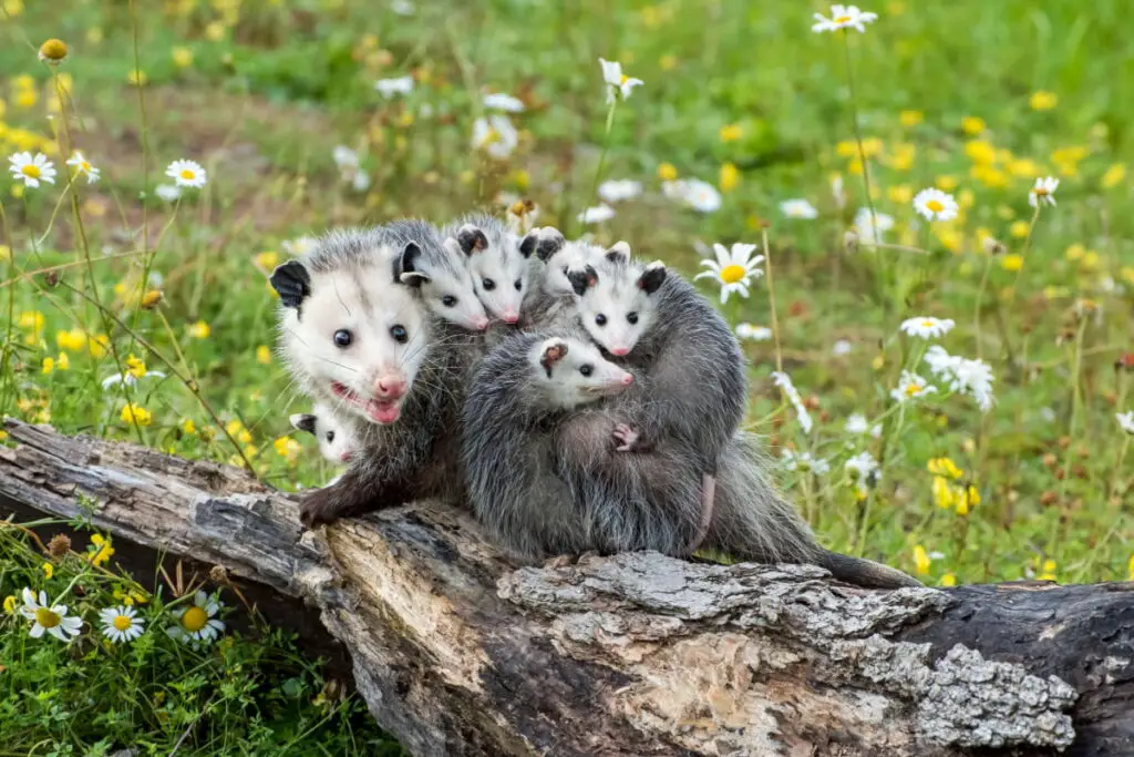 A mother possum protecting baby possums on her back