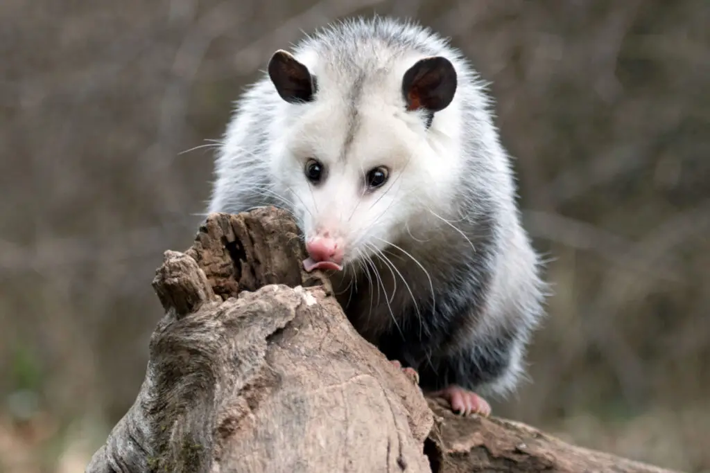 A possum standing on a tree trunk