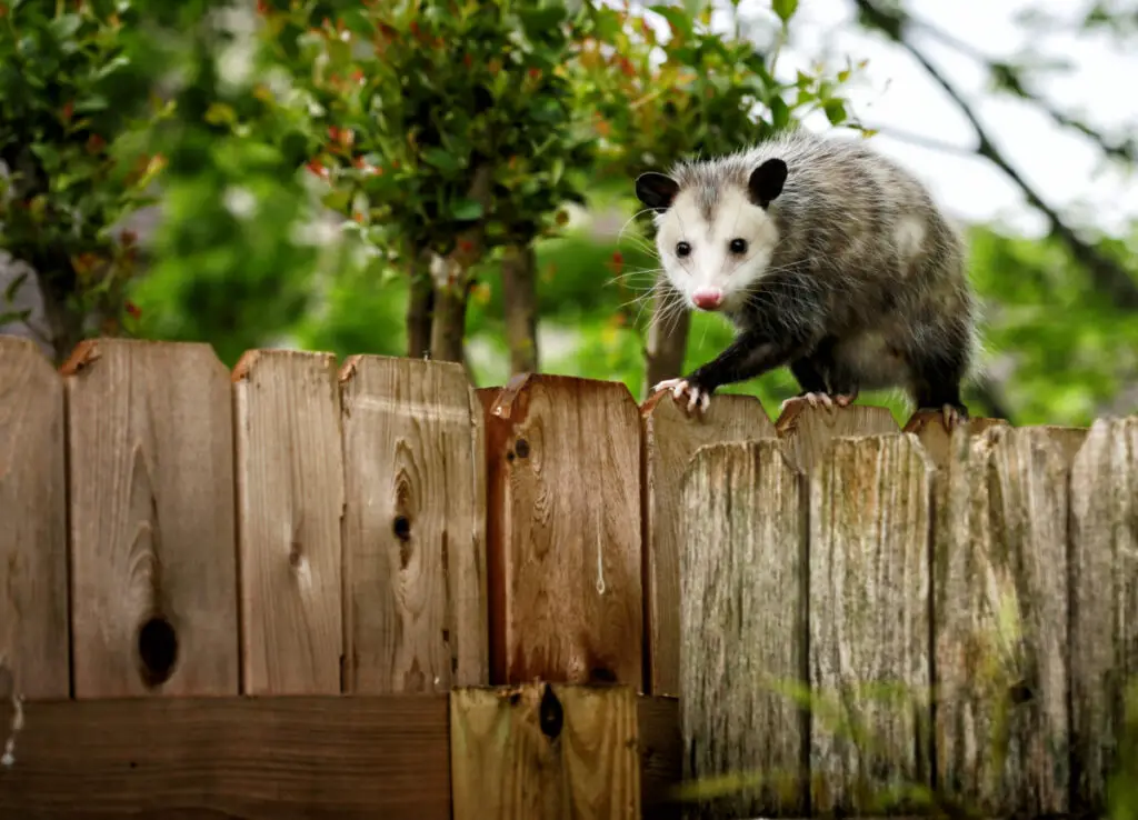 A possum walking on a wooden fence in the yard