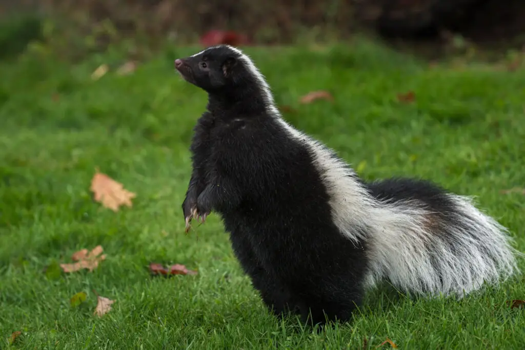 A skunk stands up on the green grass in the yard 