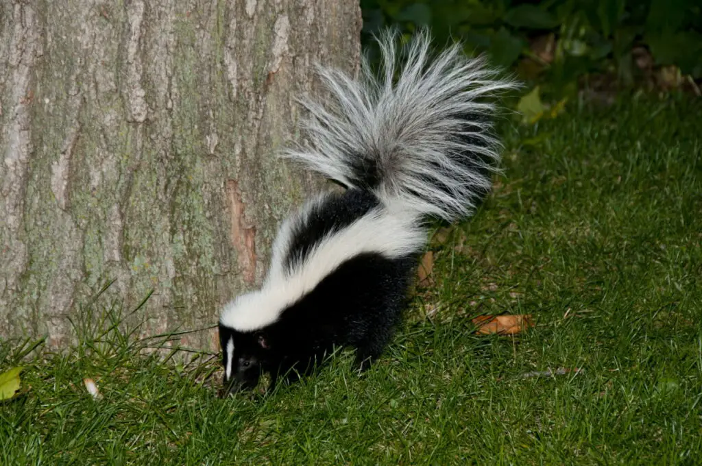 A skunk wandering in the yard during night time 