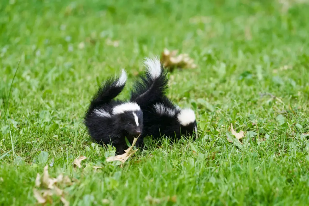 Two baby skunks wandering on the green grass looking for food