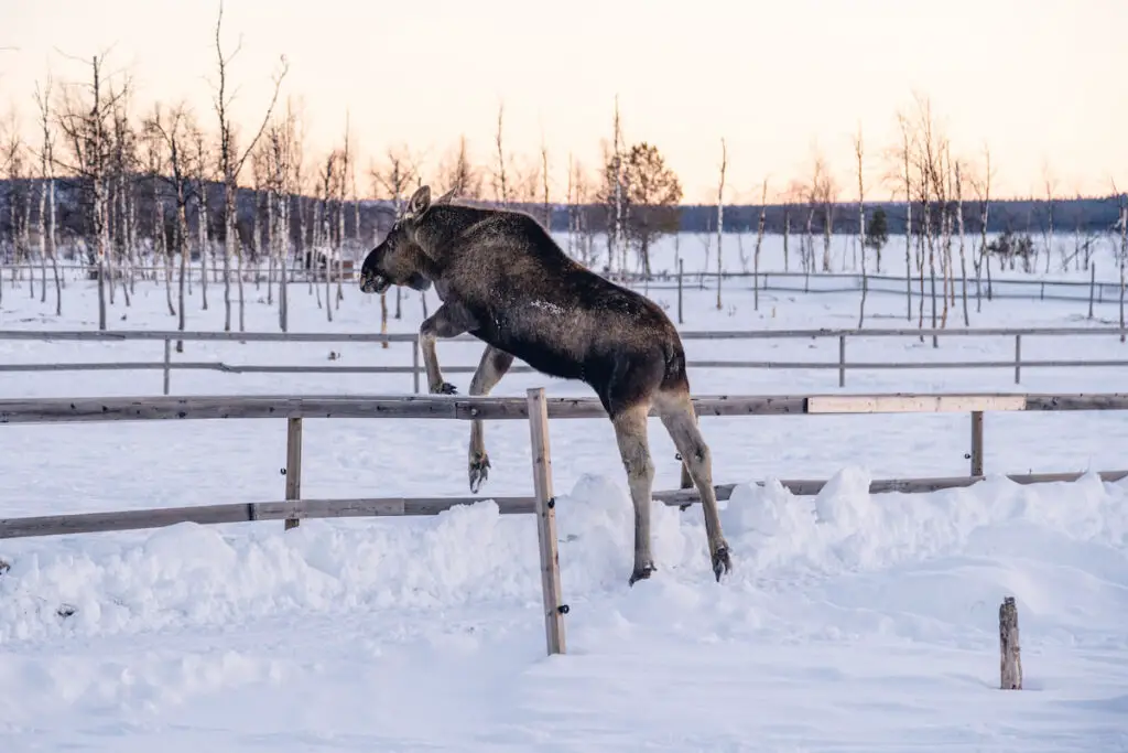 a moose jumping over the fence in a snowy platform