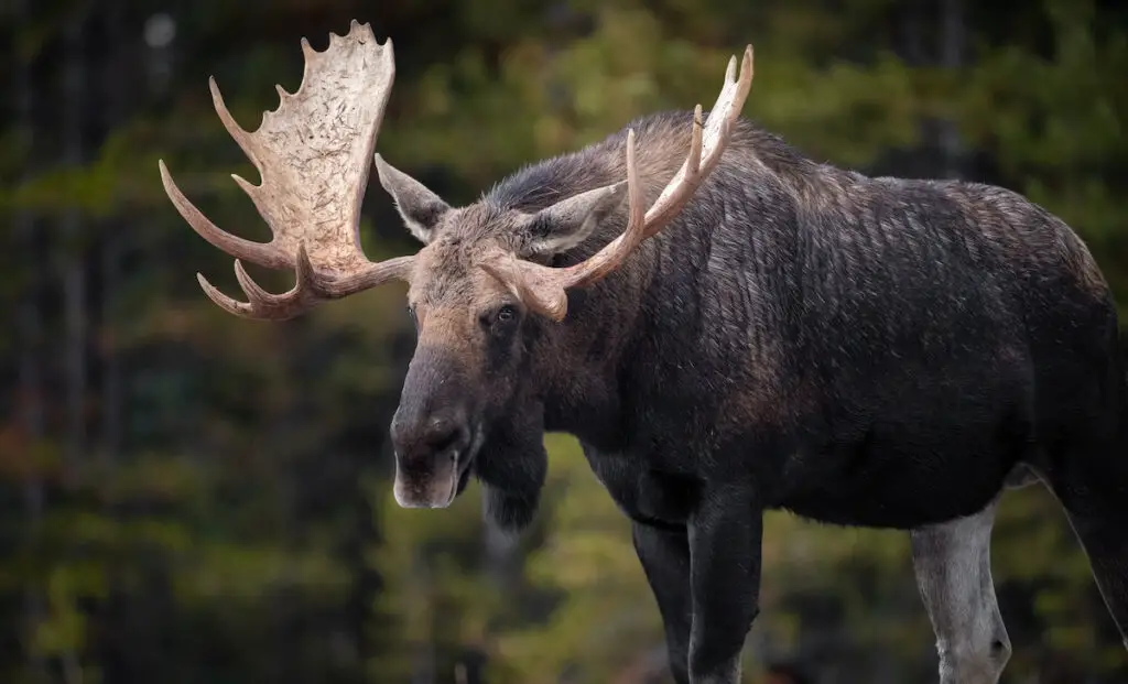 a moose standing in the wild