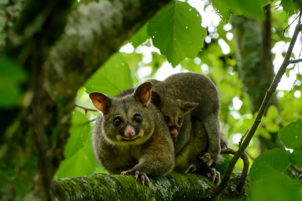 a mother and baby possum on a tree branch
