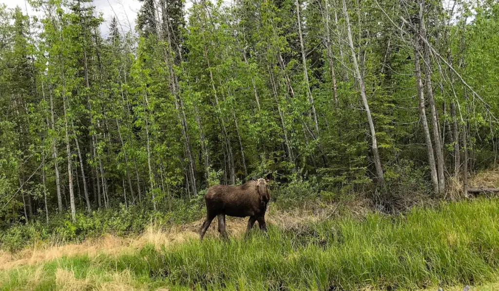 Moose standing in the forest