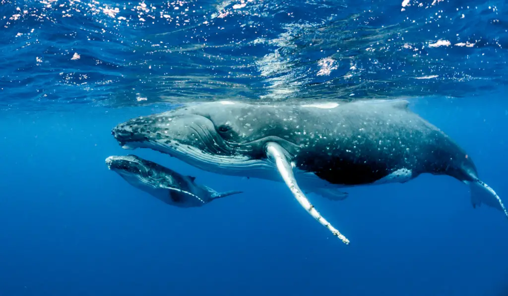 Mother and Baby whale in the ocean