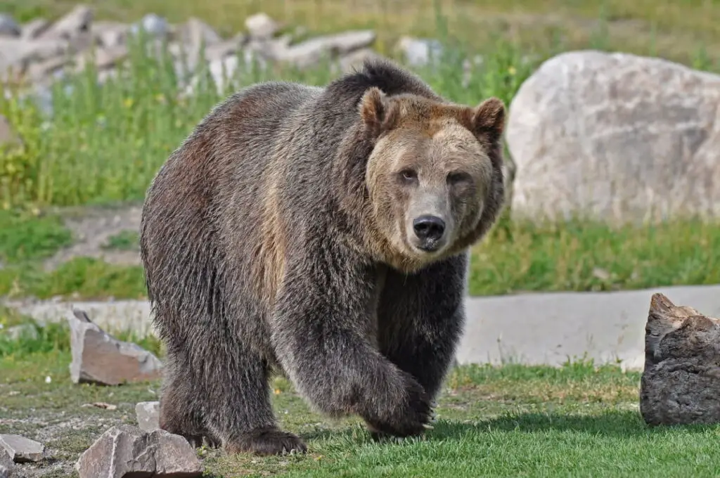 A brown grizzly bear wandering in the woods