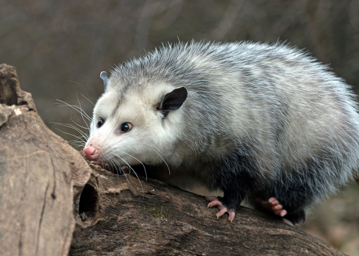 Do Possums Live in Groups? (Must Read, It's Fascinating!) - Exploration ...