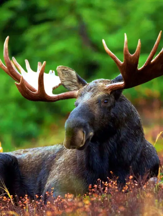 A moose resting in the woods green trees