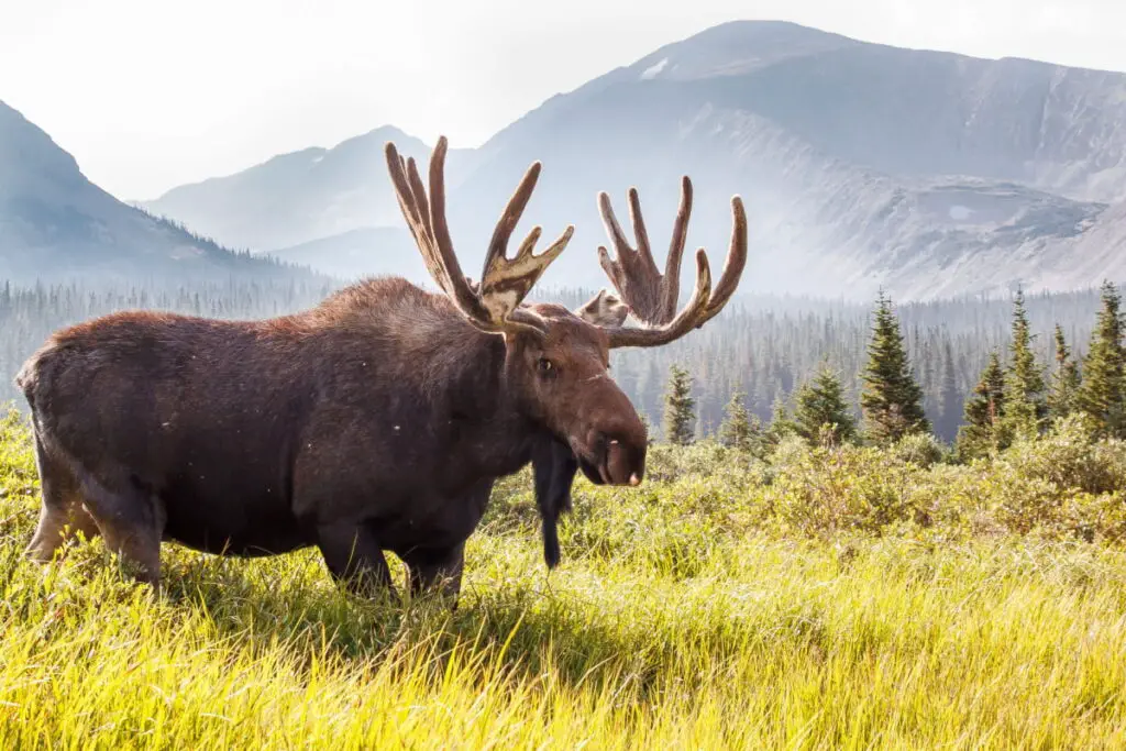 A moose wandering in the mountains 