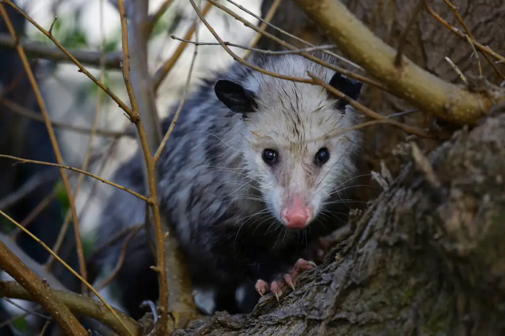 A possum sitting on a tree in the woods 