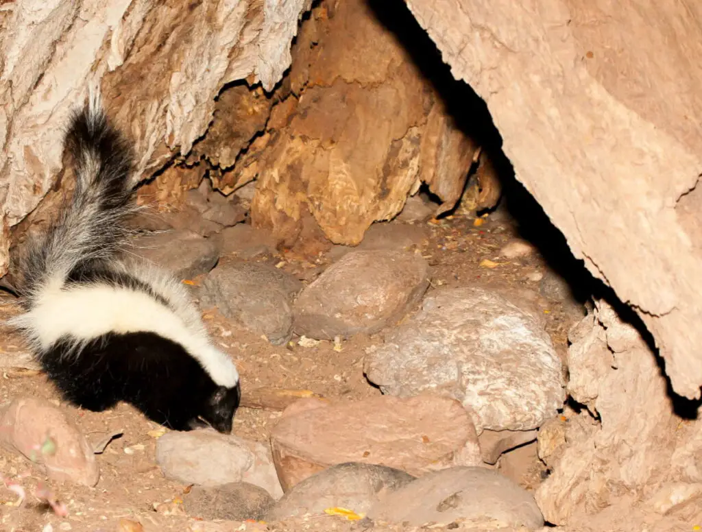 A skunk looking for food at night near the rocks