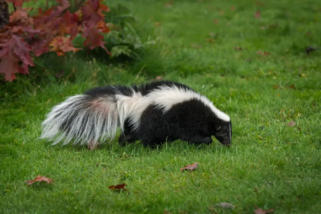 A skunk looking for food in the yard 