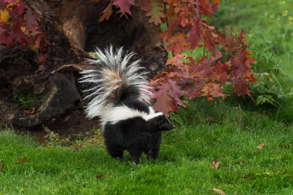 A skunk wandering in the yard with autumn leaves