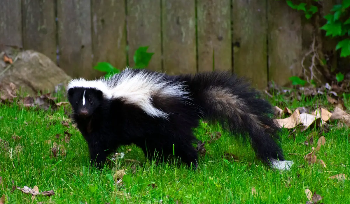 Do Skunks Eat Mice