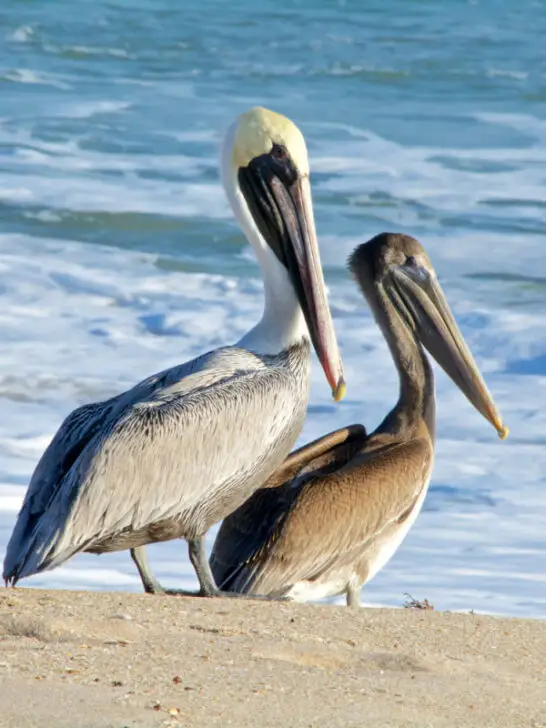 Three pelicans near the sea waters