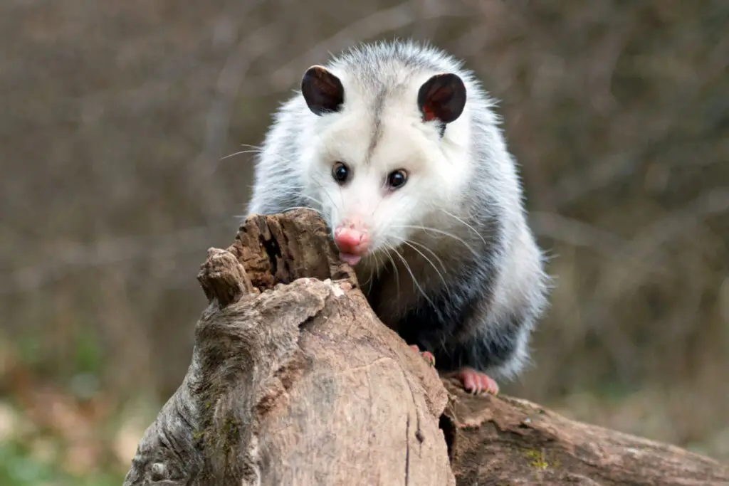 a possum standing on a tree branch 