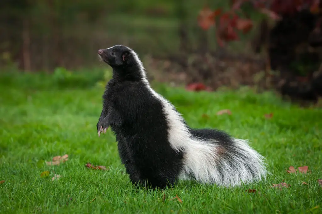 a skunk standing outdoors in the yard